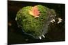 Leaf on Moss Colourful Leaf on Moss Covered Rock in Brook-null-Mounted Photographic Print
