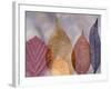 Leaf Patterns I-Kathy Mahan-Framed Photographic Print