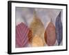 Leaf Patterns I-Kathy Mahan-Framed Photographic Print