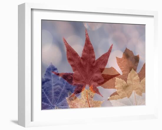 Leaf Patterns II-Kathy Mahan-Framed Photographic Print