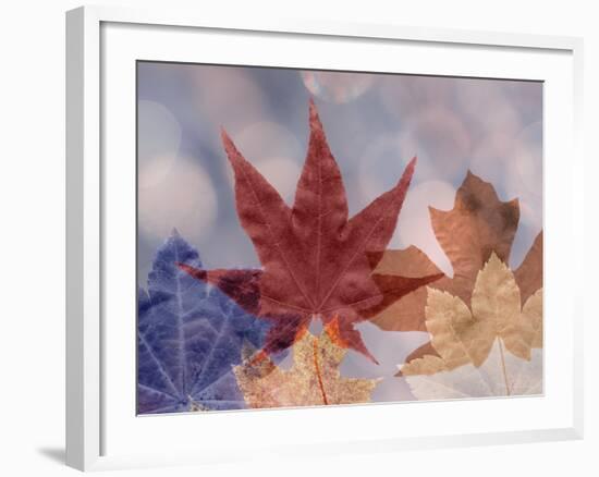 Leaf Patterns II-Kathy Mahan-Framed Photographic Print