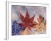 Leaf Patterns II-Kathy Mahan-Framed Photographic Print