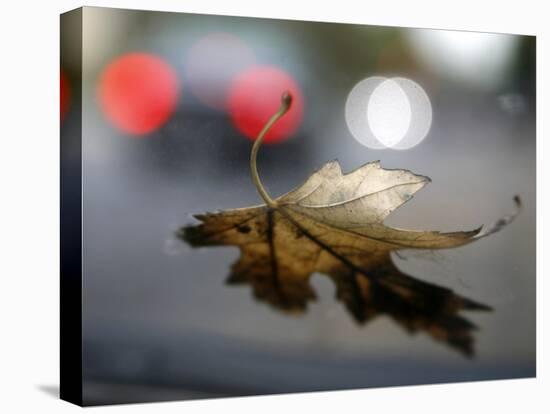 Leaf Reflections-Nicole Katano-Stretched Canvas