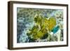 Leaf Scorpionfish (Taenianotus Triacanthus), Queensland, Australia, Pacific-Louise Murray-Framed Photographic Print