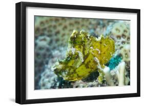 Leaf Scorpionfish (Taenianotus Triacanthus), Queensland, Australia, Pacific-Louise Murray-Framed Photographic Print