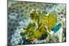 Leaf Scorpionfish (Taenianotus Triacanthus), Queensland, Australia, Pacific-Louise Murray-Mounted Photographic Print