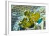 Leaf Scorpionfish (Taenianotus Triacanthus), Queensland, Australia, Pacific-Louise Murray-Framed Photographic Print