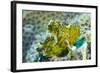 Leaf Scorpionfish (Taenianotus Triacanthus), Queensland, Australia, Pacific-Louise Murray-Framed Photographic Print