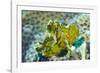 Leaf Scorpionfish (Taenianotus Triacanthus), Queensland, Australia, Pacific-Louise Murray-Framed Photographic Print