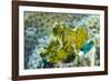 Leaf Scorpionfish (Taenianotus Triacanthus), Queensland, Australia, Pacific-Louise Murray-Framed Photographic Print