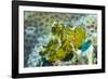 Leaf Scorpionfish (Taenianotus Triacanthus), Queensland, Australia, Pacific-Louise Murray-Framed Photographic Print