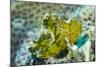 Leaf Scorpionfish (Taenianotus Triacanthus), Queensland, Australia, Pacific-Louise Murray-Mounted Photographic Print