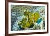 Leaf Scorpionfish (Taenianotus Triacanthus), Queensland, Australia, Pacific-Louise Murray-Framed Photographic Print