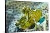 Leaf Scorpionfish (Taenianotus Triacanthus), Queensland, Australia, Pacific-Louise Murray-Stretched Canvas