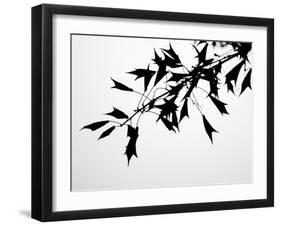 Leaf Silhouette-Nicole Katano-Framed Photo