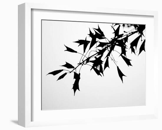 Leaf Silhouette-Nicole Katano-Framed Photo