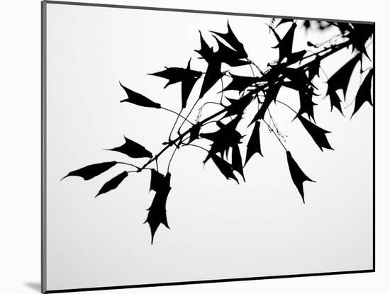 Leaf Silhouette-Nicole Katano-Mounted Photo