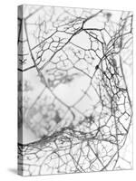 Leaf Skeleton BW-Design Fabrikken-Stretched Canvas