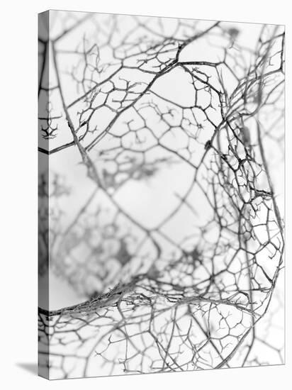 Leaf Skeleton BW-Design Fabrikken-Stretched Canvas