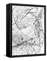 Leaf Skeleton BW-Design Fabrikken-Framed Stretched Canvas