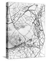 Leaf Skeleton BW-Design Fabrikken-Stretched Canvas