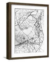Leaf Skeleton BW-Design Fabrikken-Framed Photographic Print
