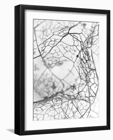 Leaf Skeleton BW-Design Fabrikken-Framed Photographic Print