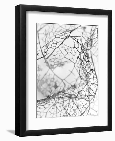 Leaf Skeleton BW-Design Fabrikken-Framed Photographic Print