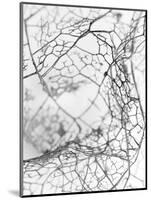Leaf Skeleton BW-Design Fabrikken-Mounted Photographic Print