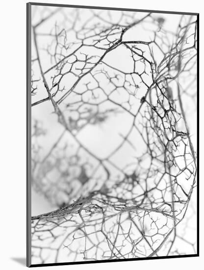 Leaf Skeleton BW-Design Fabrikken-Mounted Photographic Print