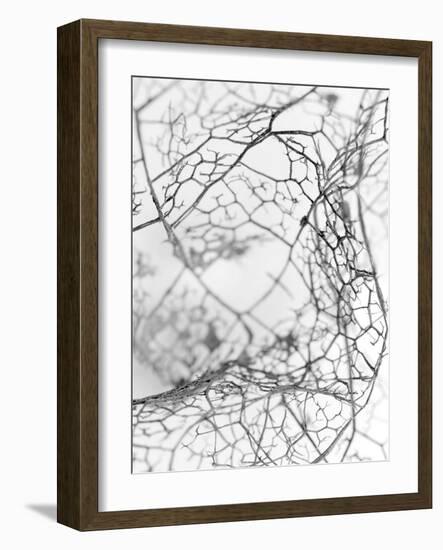 Leaf Skeleton BW-Design Fabrikken-Framed Photographic Print