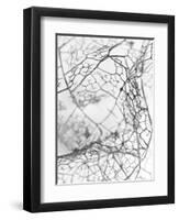 Leaf Skeleton BW-Design Fabrikken-Framed Photographic Print