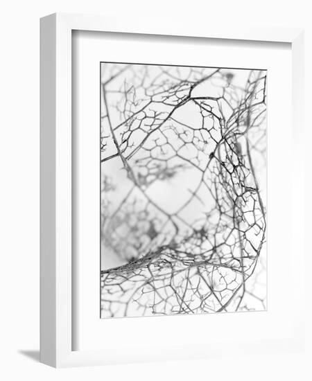 Leaf Skeleton BW-Design Fabrikken-Framed Photographic Print