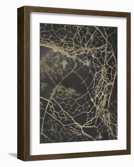 Leaf Skeleton Dark-Design Fabrikken-Framed Photographic Print