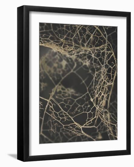 Leaf Skeleton Dark-Design Fabrikken-Framed Photographic Print