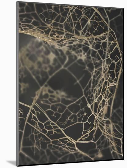 Leaf Skeleton Dark-Design Fabrikken-Mounted Photographic Print