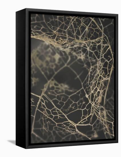 Leaf Skeleton Dark-Design Fabrikken-Framed Stretched Canvas