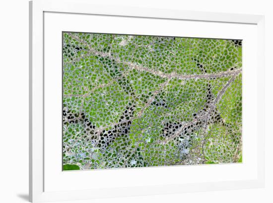 Leaf skeleton overlaying rainforest ground cover, Olympic National Park, Washington State-Darrell Gulin-Framed Photographic Print