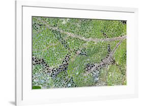 Leaf skeleton overlaying rainforest ground cover, Olympic National Park, Washington State-Darrell Gulin-Framed Photographic Print