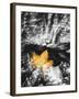 Leaf Spotlight-Mikael Svensson-Framed Art Print