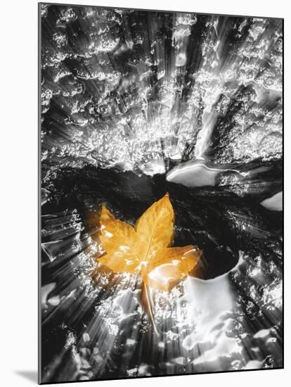 Leaf Spotlight-Mikael Svensson-Mounted Art Print