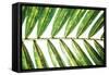 Leaf Study I-Donnie Quillen-Framed Stretched Canvas
