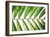 Leaf Study I-Donnie Quillen-Framed Art Print