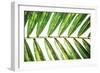 Leaf Study I-Donnie Quillen-Framed Art Print