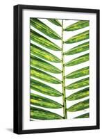 Leaf Study II-Donnie Quillen-Framed Art Print