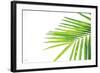 Leaf Study III-Donnie Quillen-Framed Art Print