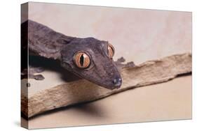 Leaf-Tail Gecko-DLILLC-Stretched Canvas