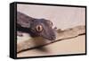Leaf-Tail Gecko-DLILLC-Framed Stretched Canvas