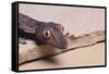 Leaf-Tail Gecko-DLILLC-Framed Stretched Canvas