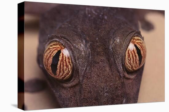 Leaf-Tail Gecko-DLILLC-Stretched Canvas